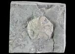 Edrioasteroid (Edriophrus) Fossil - Brechin, Ontario #68341-1